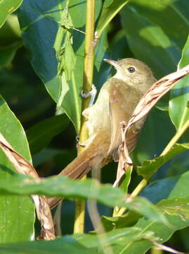 Image of Yellow-streaked Bulbul