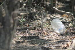 Image of Red-sided Curly-tailed Lizard