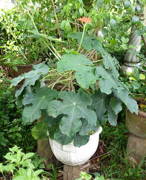 Imagem de Jatropha podagrica Hook.