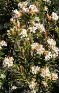 Image of Acrothamnus montanus (R. Br.) Quinn