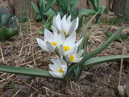 Image de Tulipa biflora Pall.