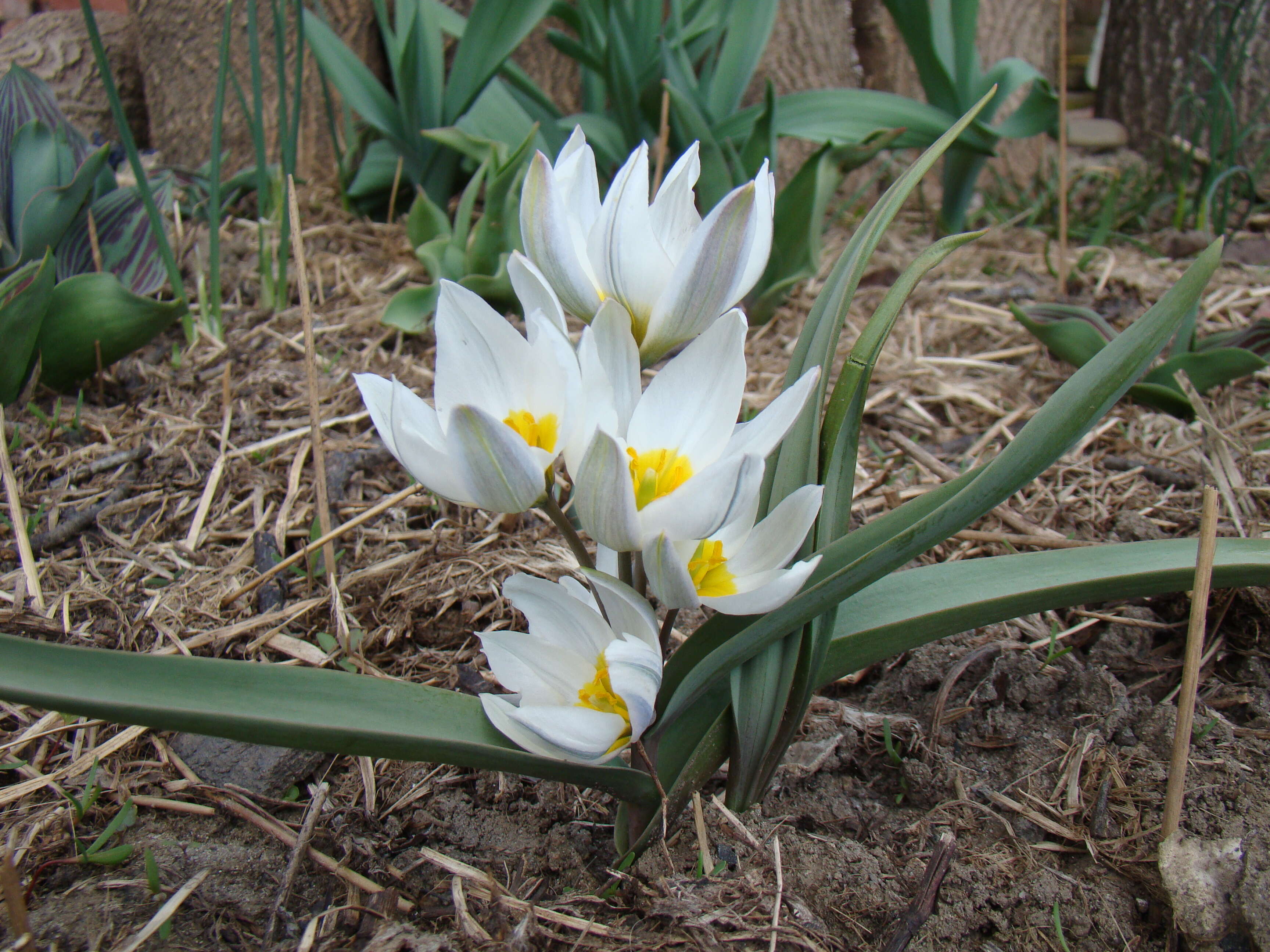 Image de Tulipa biflora Pall.