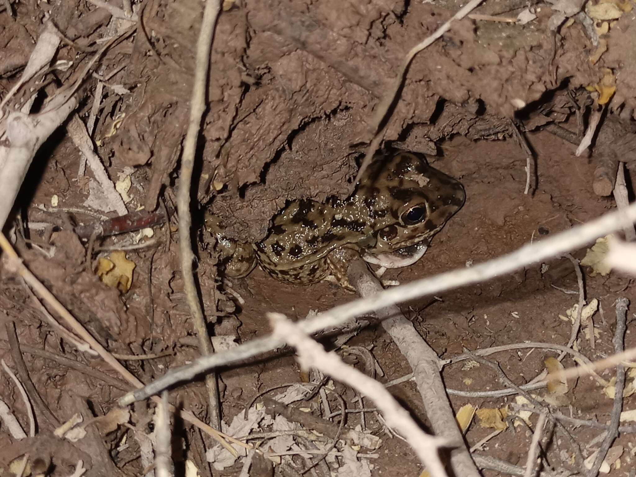 Слика од Leptodactylus bufonius Boulenger 1894