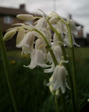 Image of hyacinthoides