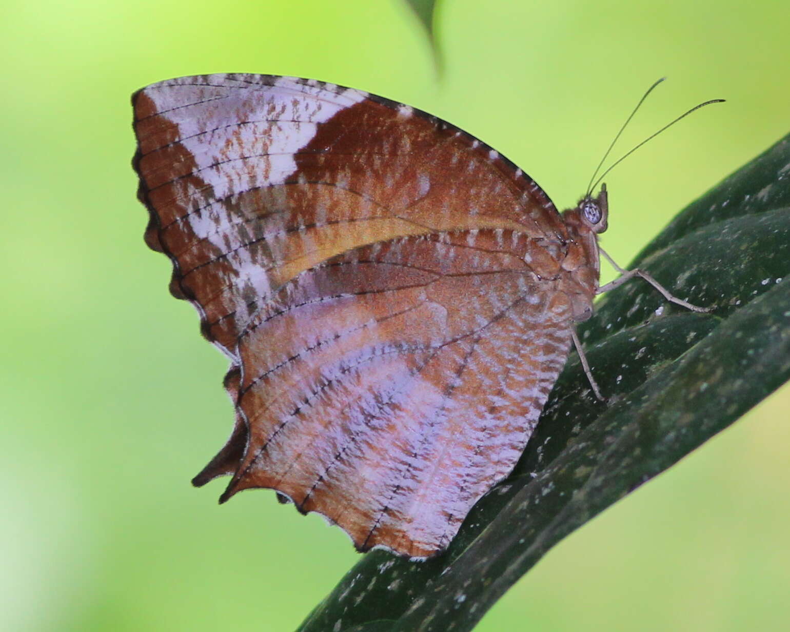 Image of Elymnias hypermnestra Linnaeus 1763