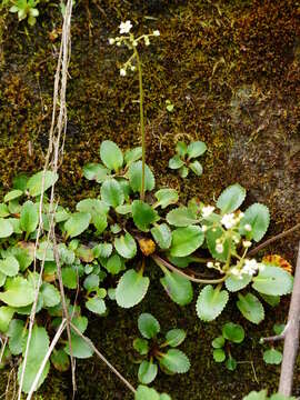 Image of Hupa Valley Pseudosaxifrage