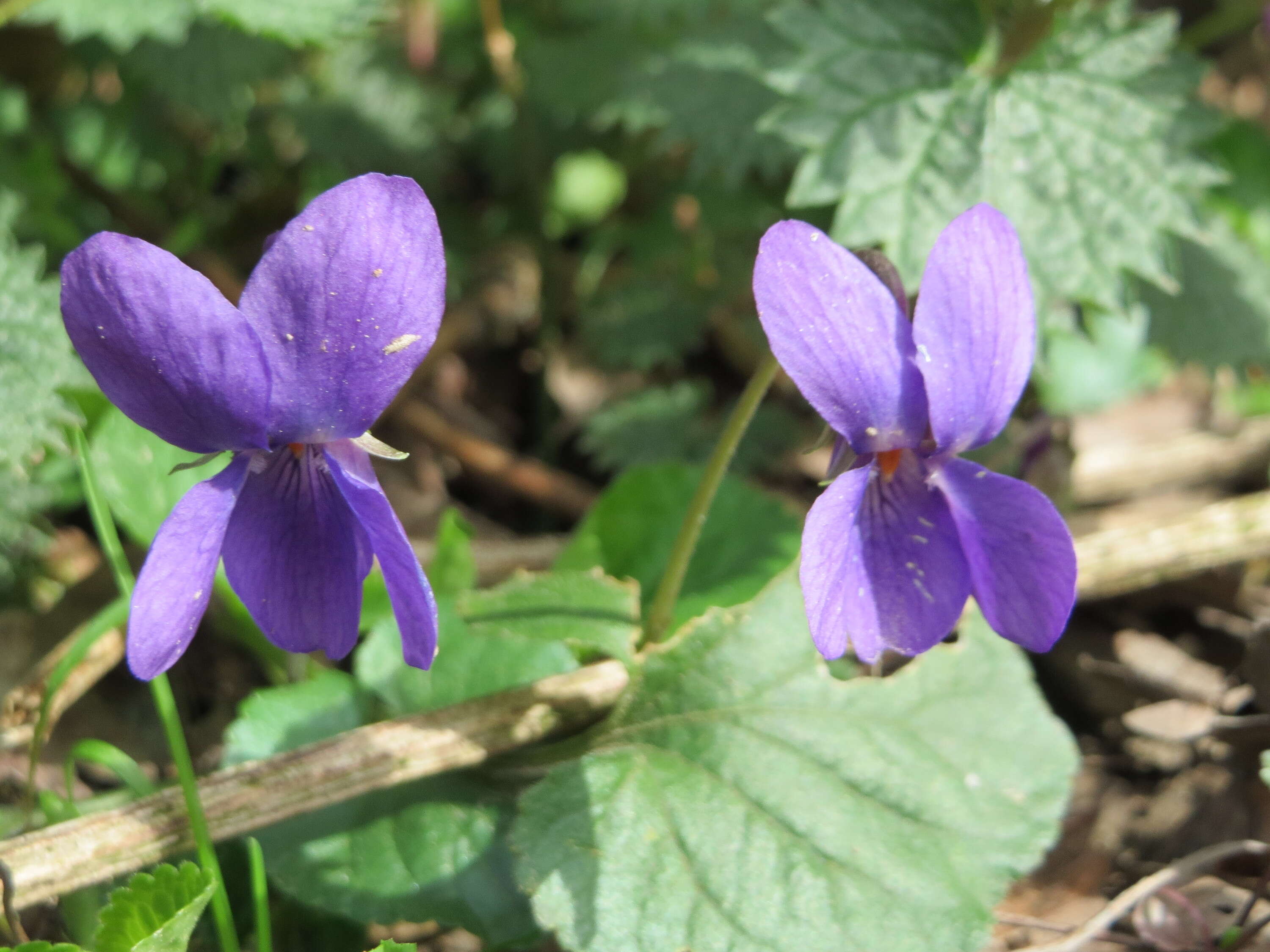 Image of sweet violet