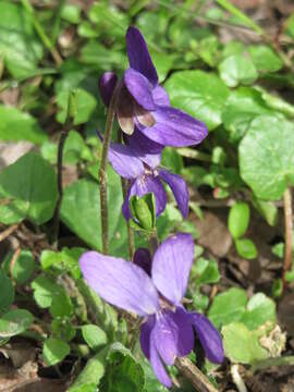 Image of sweet violet