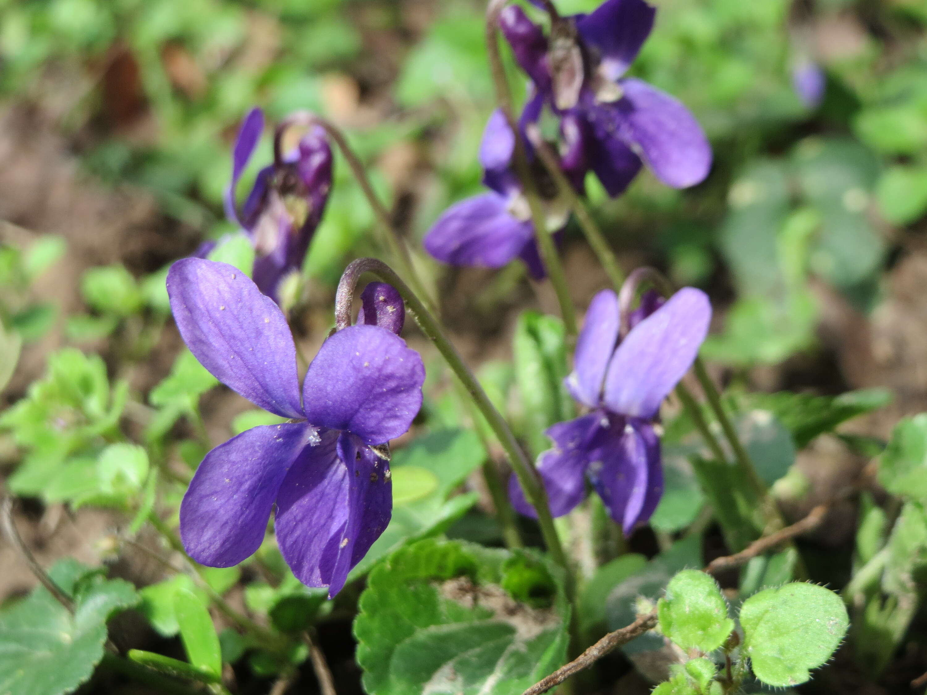 Image of sweet violet