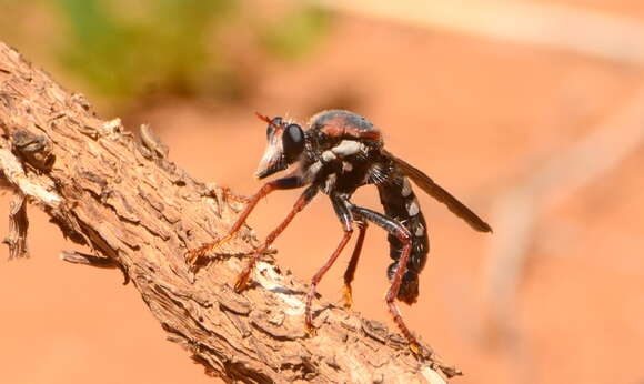 صورة Stiphrolamyra bipunctata (Loew 1858)