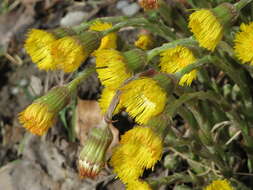 Image of coltsfoot