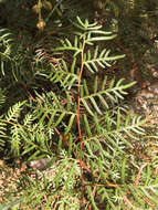 Image of Pteridium esculentum (G. Forst.) Nakai