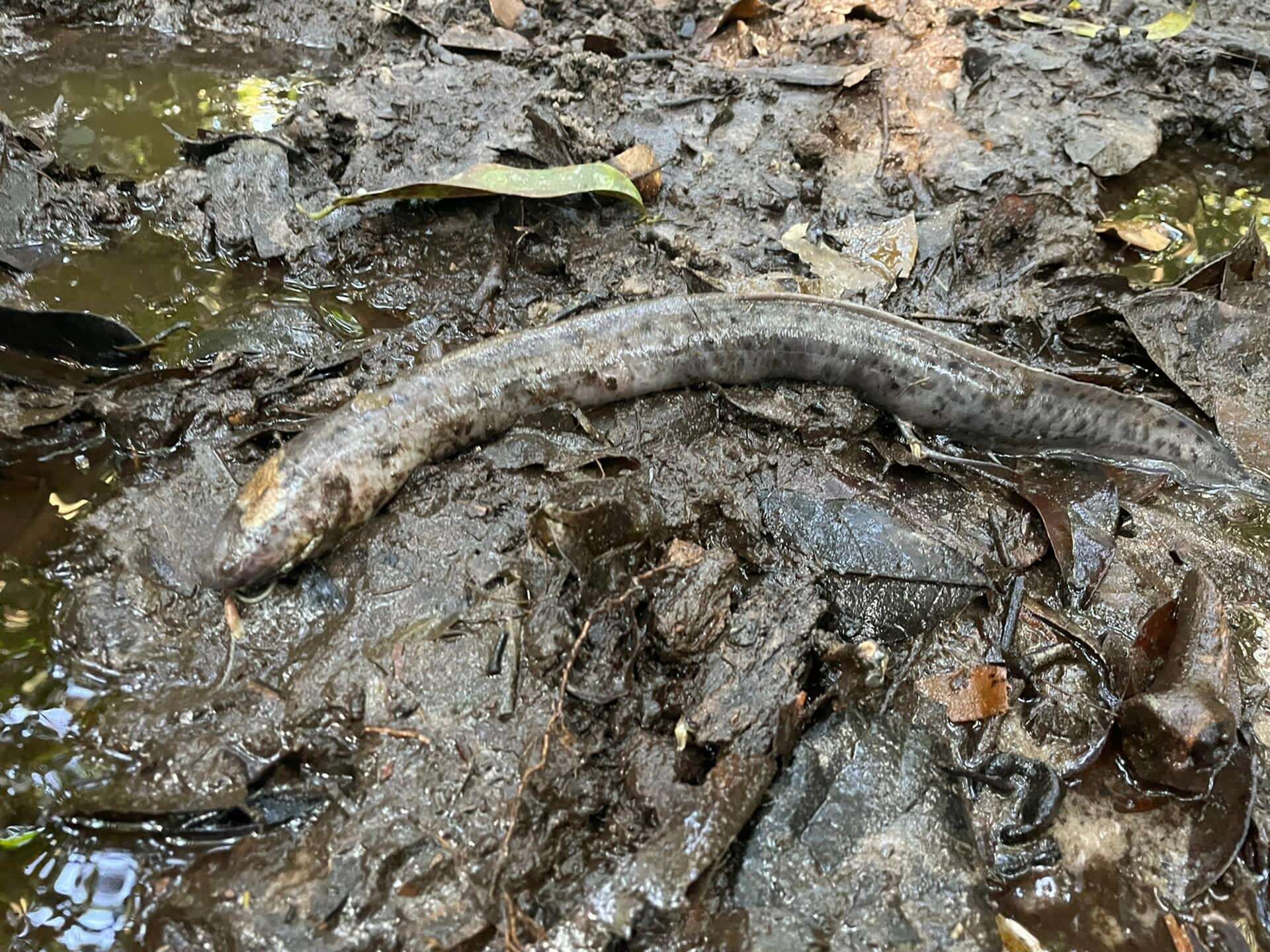 Image of Slender Lungfish