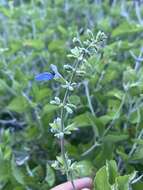 Imagem de Salvia cedrosensis Greene