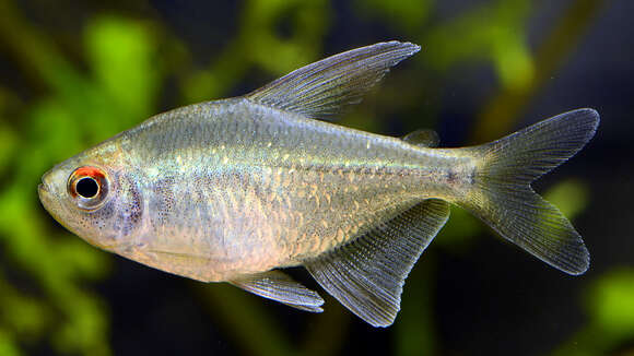 Image of Diamond tetra