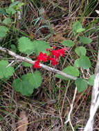 Imagem de Salvia roemeriana Scheele