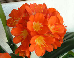 Imagem de Clivia