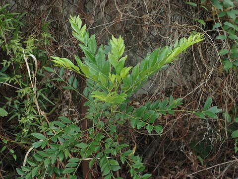 Image of Zanthoxylum avicennae (Lam.) DC.