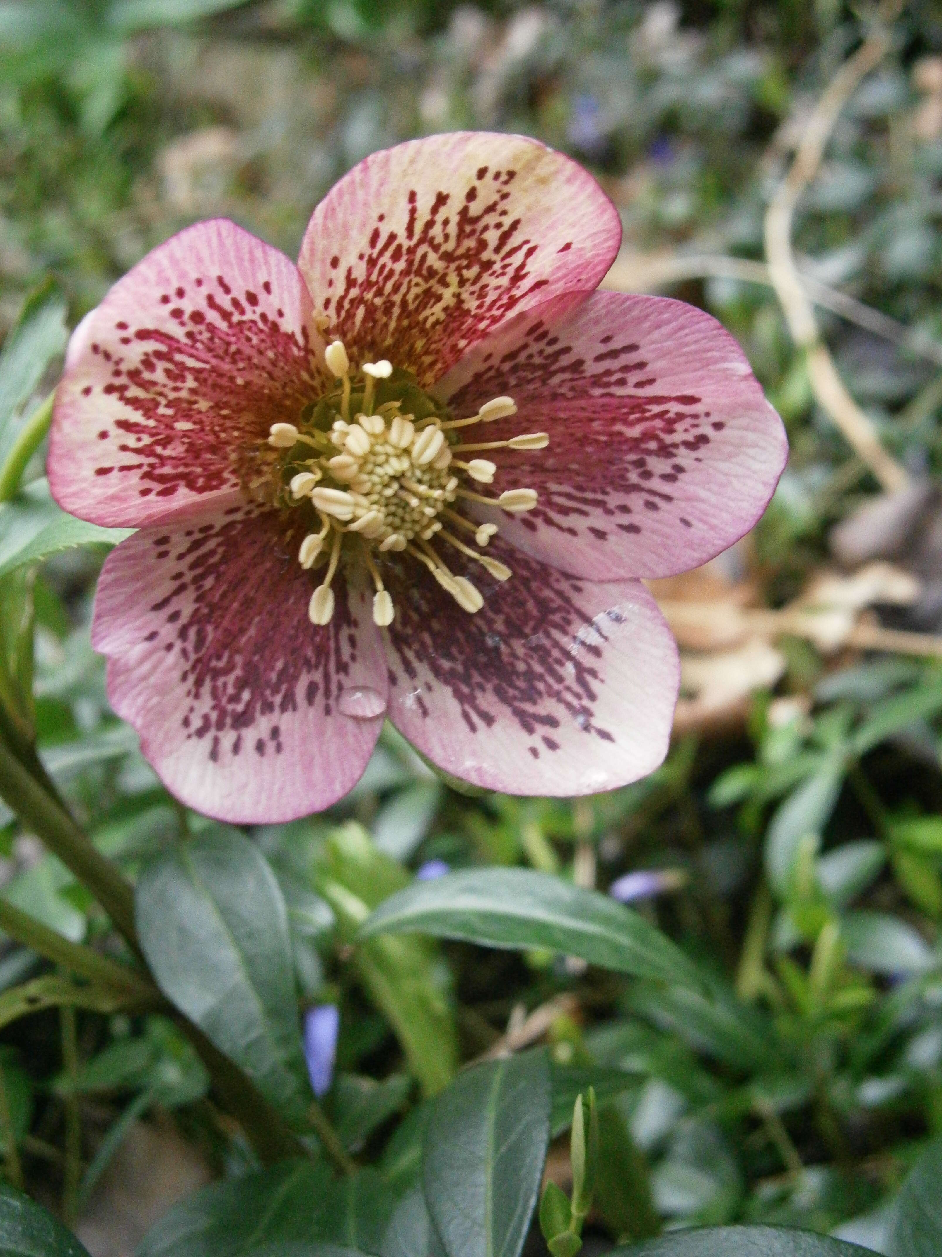 Image de Rose de carême