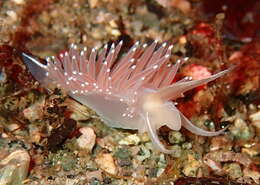 Coryphella trophina (Bergh 1890) resmi