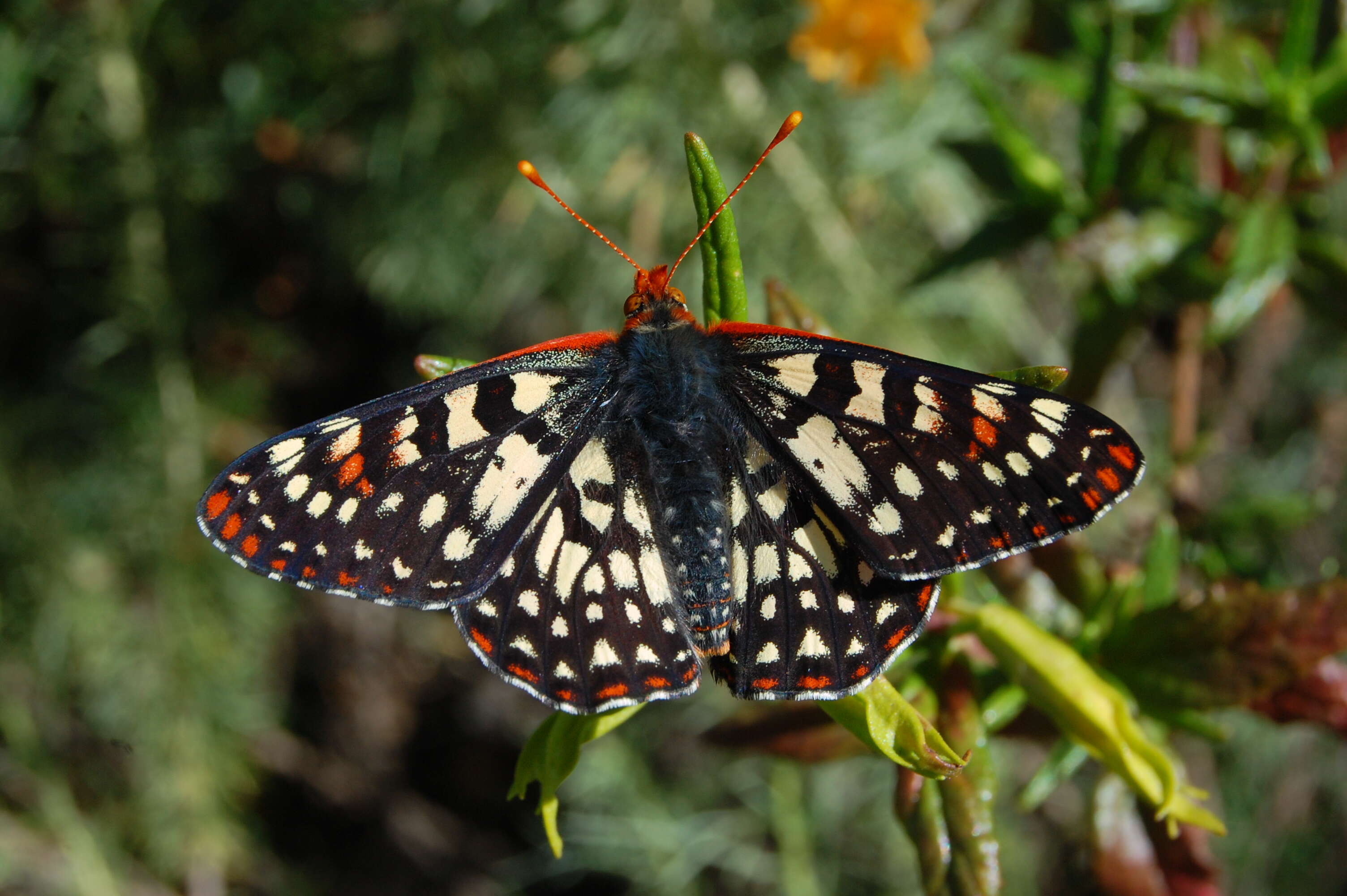 Image of Euphydryas chalcedona