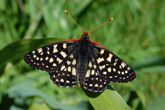 Image of Euphydryas chalcedona