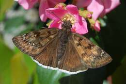 Image of Mournful Duskywing