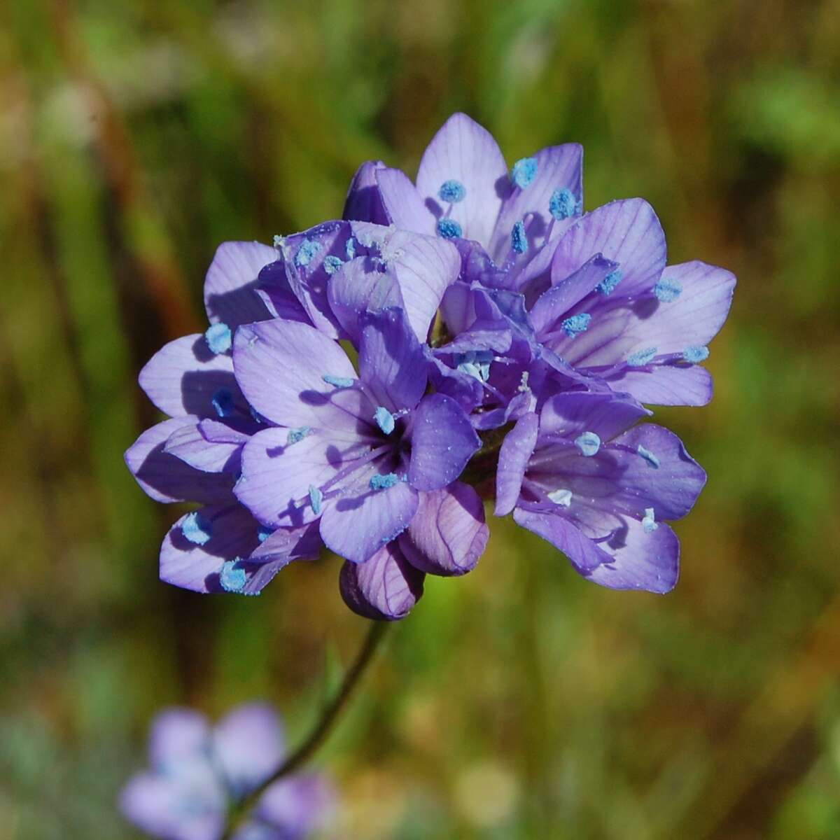 Image of California gilia