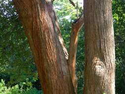 Image of Large-leaved cordia