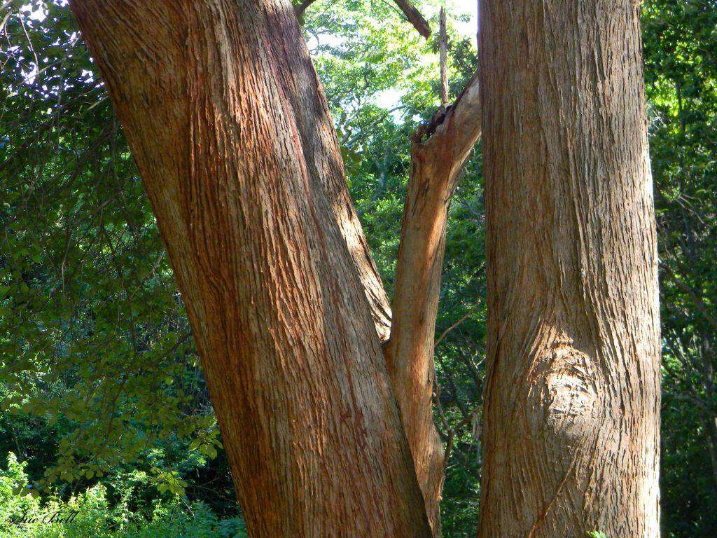 Image of Large-leaved cordia