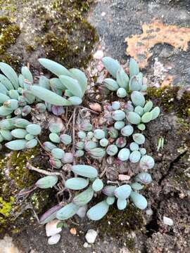 Image of Curio repens (L.) P. V. Heath