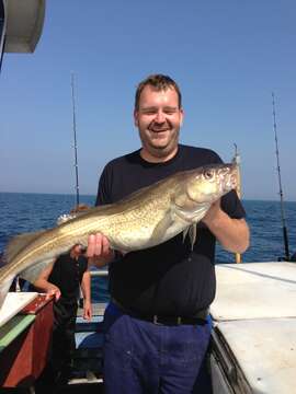 Image of Atlantic cod