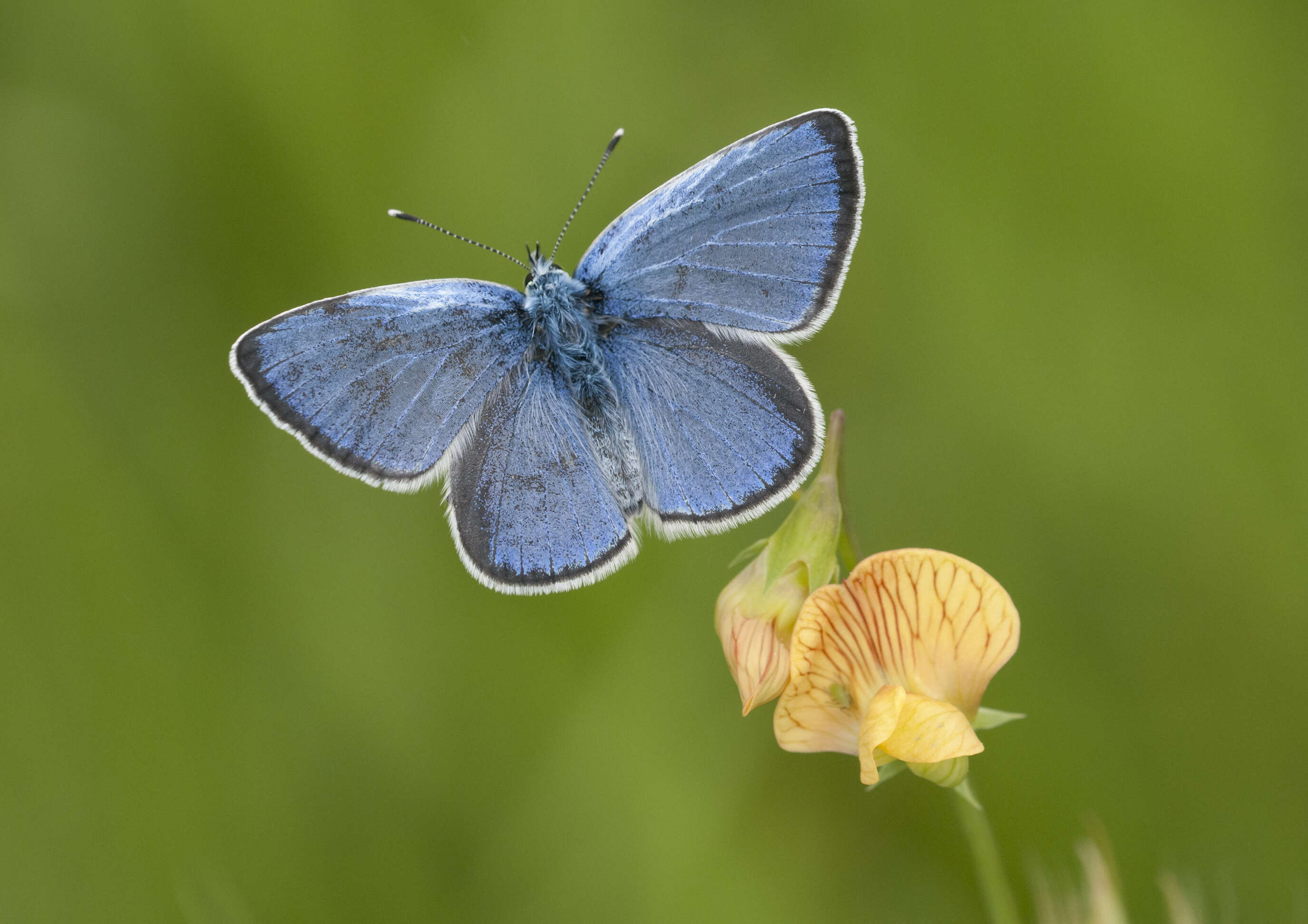 Image of Green-underside Blue