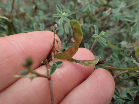 Image of Indigofera sessilifolia DC.