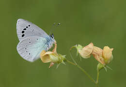 Image of Green-underside Blue