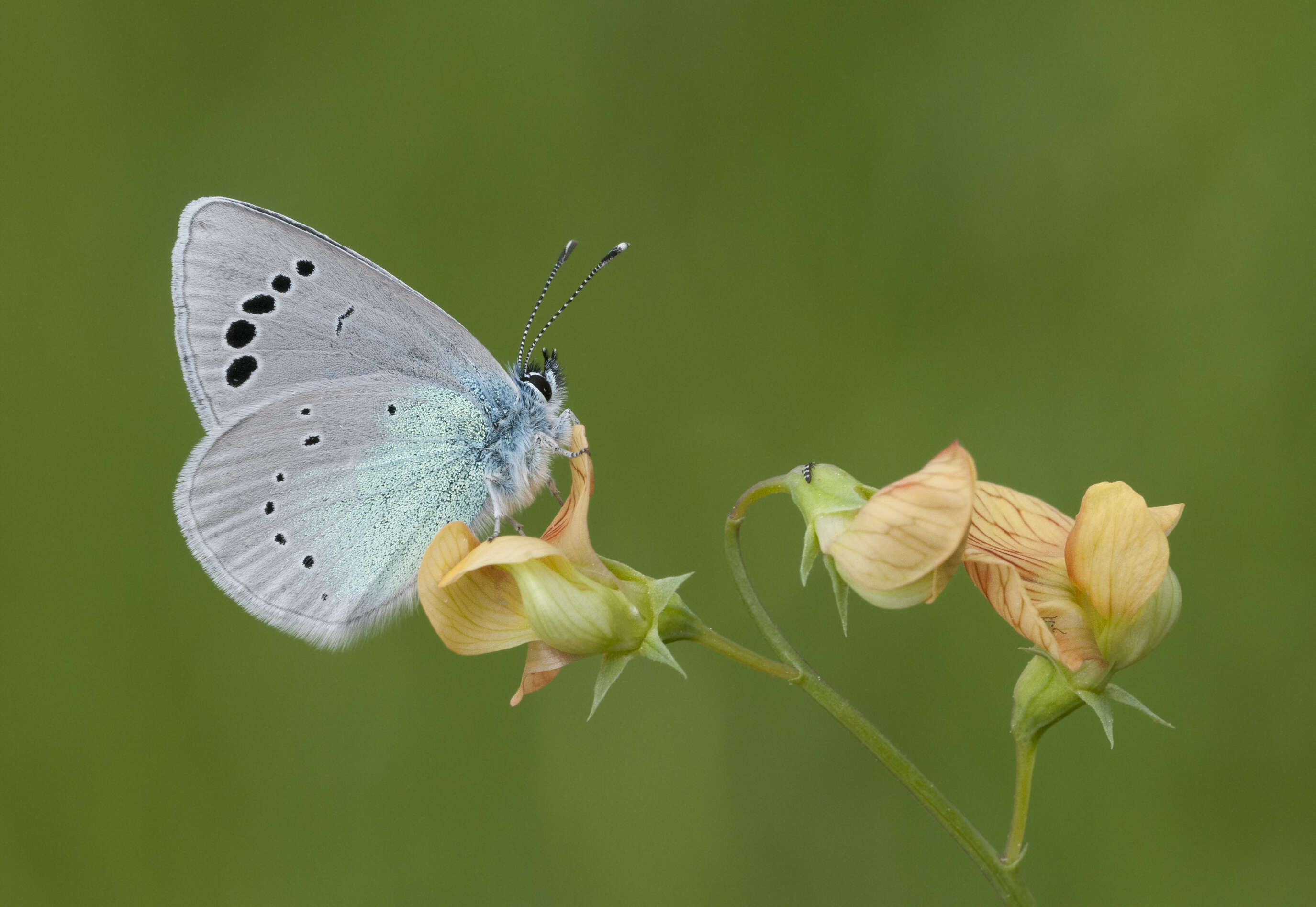 Image of Green-underside Blue