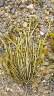 Image of Ascophyllum