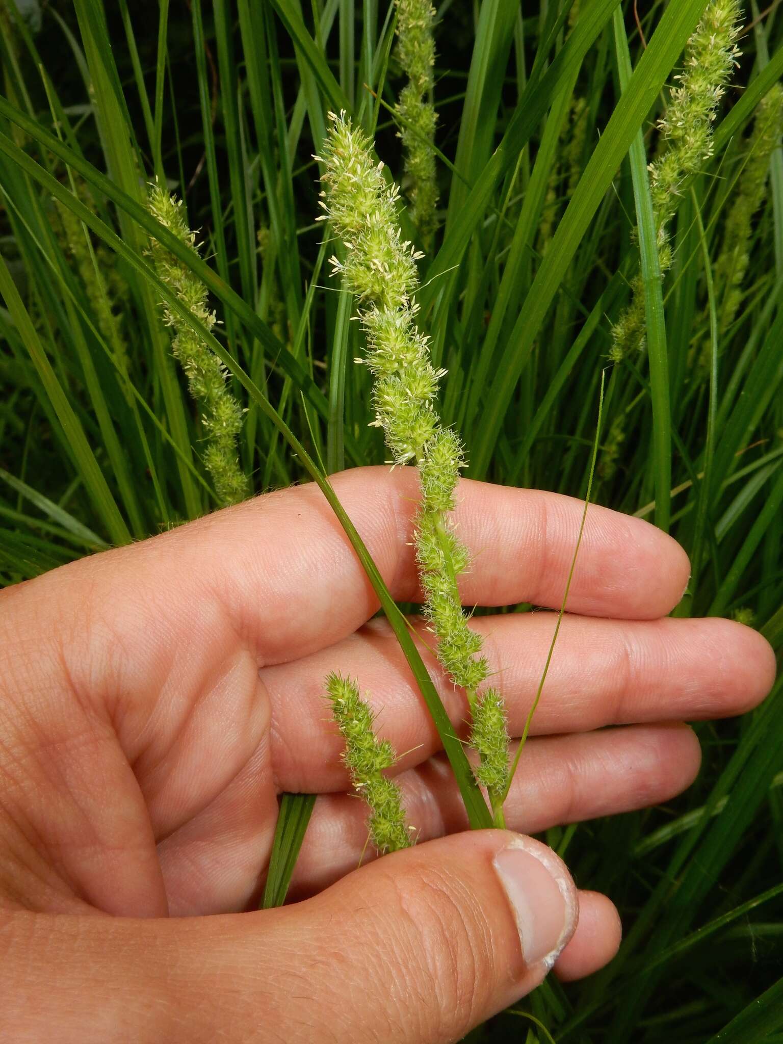 Image of Brown fox sedge