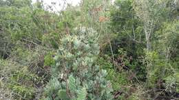 Image of Cotyledon velutina Hook. fil.