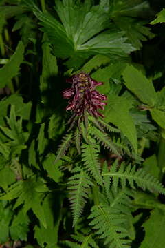 Слика од Pedicularis recutita L.