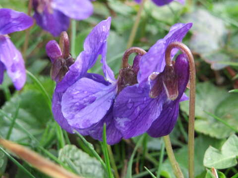 Image of sweet violet