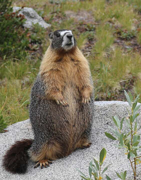 Image of Marmota subgen. Petromarmota Steppan et al. 1999