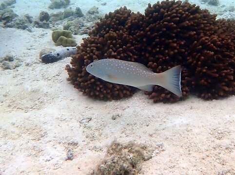 Image of Barcheek coral trout