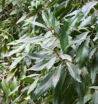 Image of Lomatia arborescens L. Fraser & Vickery