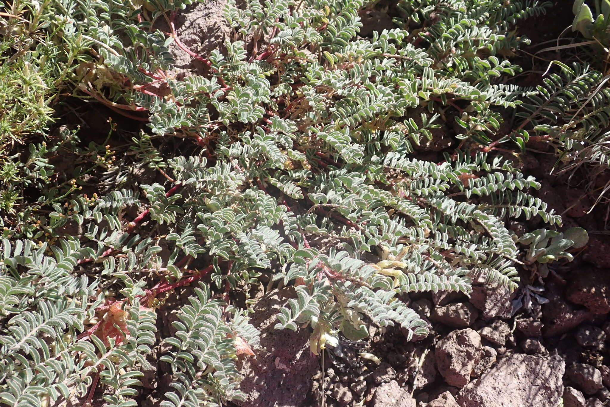 Astragalus lentiginosus var. ineptus (A. Gray) M. E. Jones的圖片