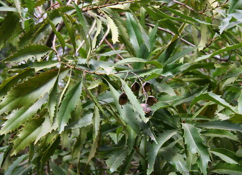 Image of Lomatia arborescens L. Fraser & Vickery