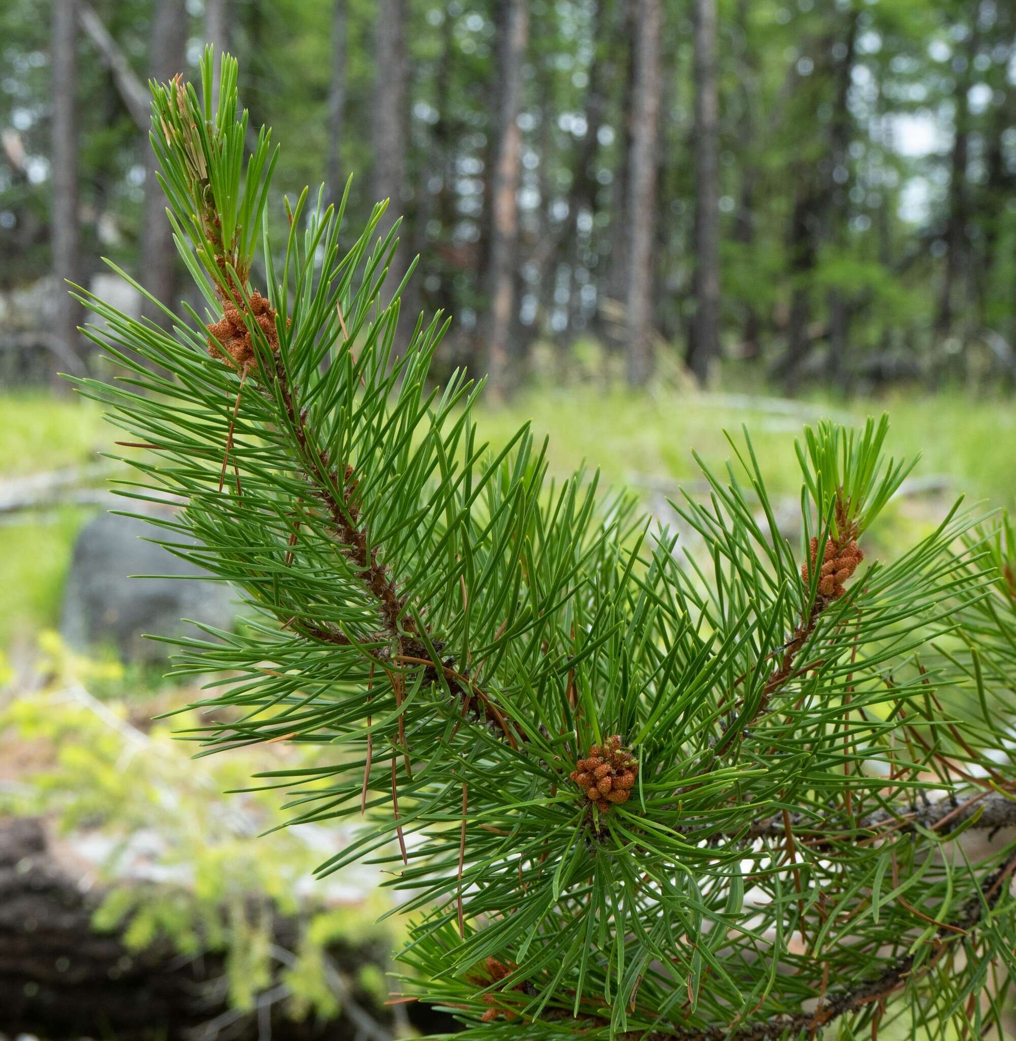 Image of Pinus contorta var. latifolia Engelm.