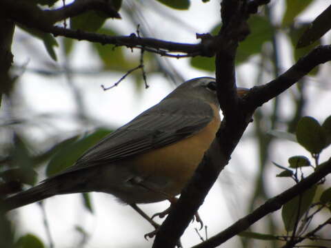 Image of Turdus migratorius confinis Baird & SF 1864