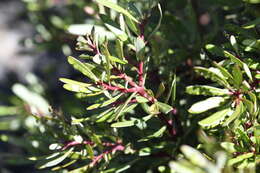 Image of Drimys xerophila subsp. xerophila