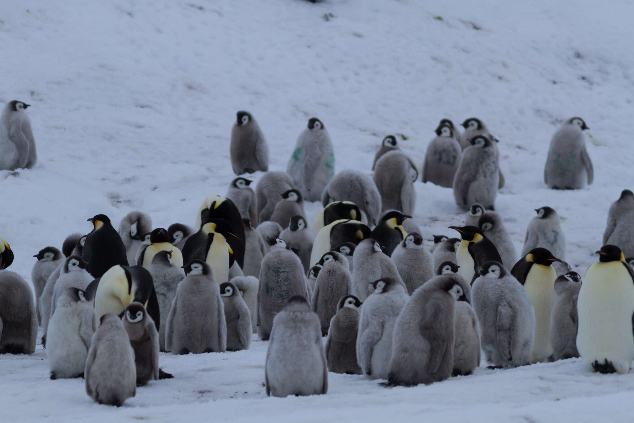 Image of Emperor Penguin